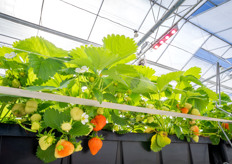 Dutch Berries was in 2020 jaar de eerste aardbeienkwekerij die werkte met volledige ledbelichting in de 4 hectare kas. Er is gekozen voor de belichtingsoplossingen van Mechatronix. De lichtinstallatie heeft tijdens de eerste winterteelt van Sonata de verwachtingen volledig waargemaakt en is afgelopen jaar uitgebreid uit naar 10 hectare.